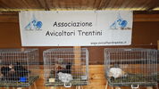 190504 Expo Levico Avicoltori 10