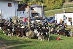 191013 Capra Mochena Bedollo 01