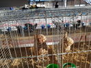 181215 Campionati Avicoltori Carrara 05