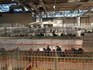 181215 Campionati Avicoltori Carrara 31