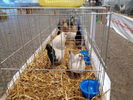 190315 Allestimento Mostra Avicola Trento 04