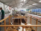 190315 Allestimento Mostra Avicola Trento 08