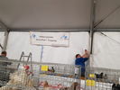 190315 Allestimento Mostra Avicola Trento 11