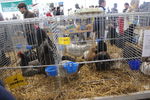 190316 Mostra Agricoltura Trento 49