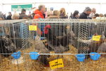 190316 Mostra Agricoltura Trento 81