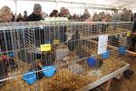 190316 Mostra Agricoltura Trento 82