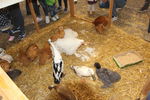 190316 Mostra Agricoltura Trento 83