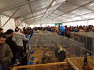 190317 Mostra Agricoltura Trento 05