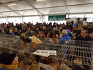 190317 Mostra Agricoltura Trento 07