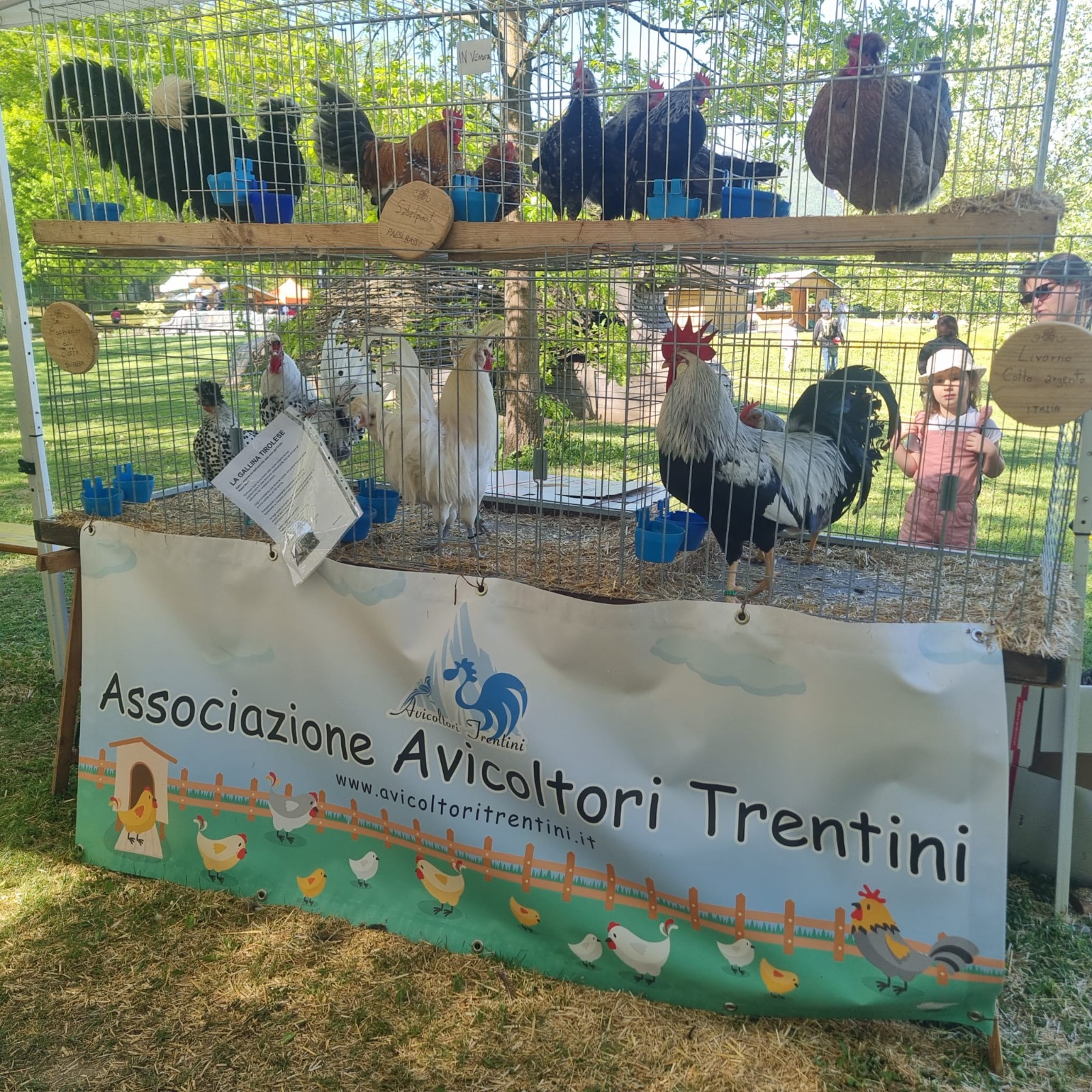 avicolotri pergine 2