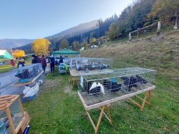 18a Mostra provinciale della capra pezzata mochena