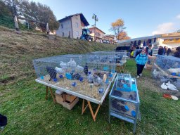 18a Mostra provinciale della capra pezzata mochena