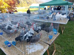 18a Mostra provinciale della capra pezzata mochena
