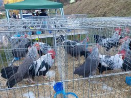 18a Mostra provinciale della capra pezzata mochena