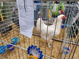 Tra fiori e piume 2025