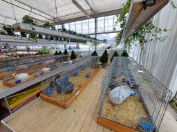 Tra fiori e piume 2025