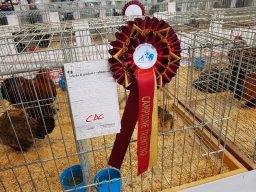fiera_2018_3_20181217_1607829282