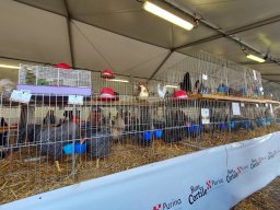 Fiera dell&#039;Agricoltura 2025