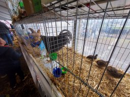 Fiera dell&#039;Agricoltura 2025