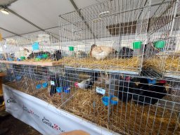 Fiera dell&#039;Agricoltura 2025