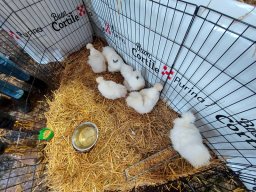 Fiera dell&#039;Agricoltura 2025