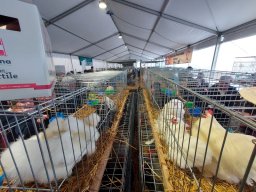 Fiera dell&#039;Agricoltura 2025
