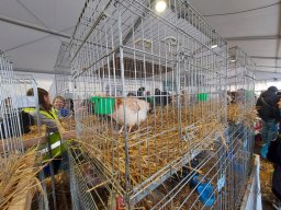 Fiera dell&#039;Agricoltura 2025